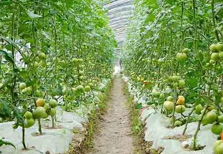 陕西硼肥原料优选，赋能水溶肥提质增效