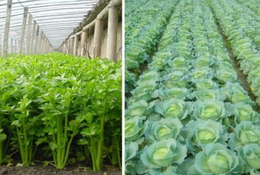 硼酸在水溶肥中的应用解析（原料专供·适配山东水溶肥企业）