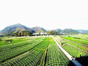 【河南】硼肥用99.9农用硼酸